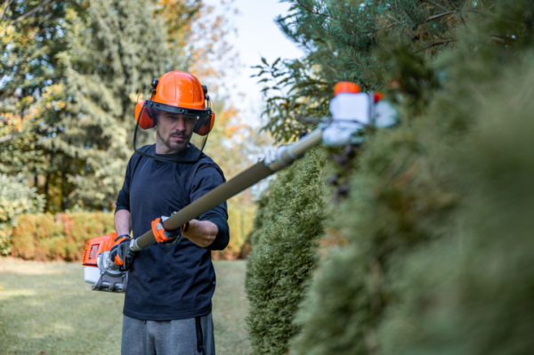 Landscaper wearing protective workwear trimming a hedge with an electrical saw.