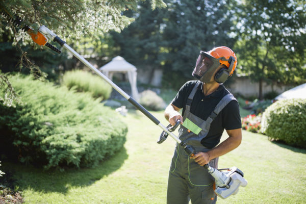 Side view of professional landscaper trimming hedge with pole saw.